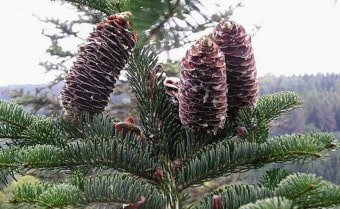 European silver fir Abies alba