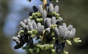 Pacific silver fir Abies amabilis