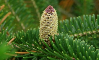Fraser fir Abies fraseri