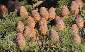Grand fir Abies grandis