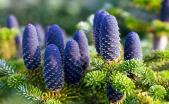 Caucasian Fir Abies nordmanniana