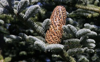 Noble Fir Abies procera