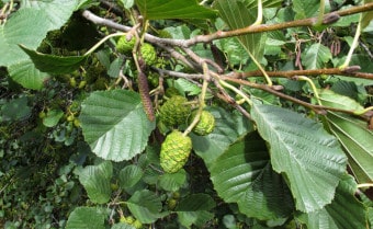 Alder Alnus glutinosa