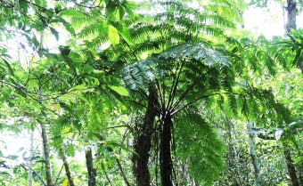 Alsophila fenicis Lanyu Island Tree Fern Spore from Trebrown Nurseries