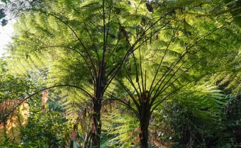 Alsophila spinulosa Large Spiny Tree Fern Spore from Trebrown Nurseries
