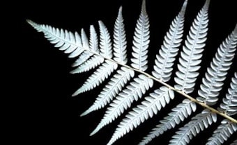 Alsophila dealbata New Zealand Silver Tree Fern
