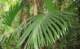 Pinanga tashiroi leaf