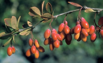 Barberry Berberis vulgaris