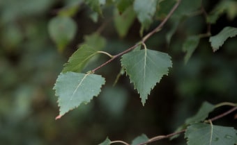 Silver Birch Betula pendula