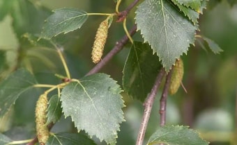 Downy Birch Betula pubescens