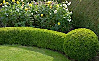 Box Buxus sempervirens