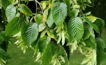 Hornbeam Carpinus betulus
