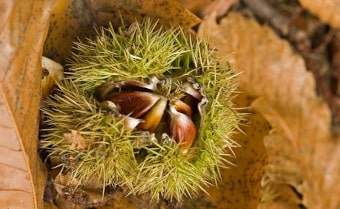 Sweet chestnut Castanea sativa