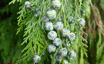 Lawson cypress Chamaecyparis lawsoniana