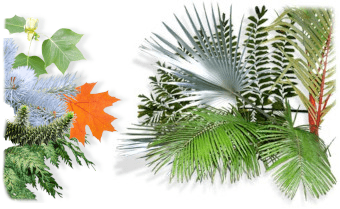 Exotic and ornamental trees from Trebrown Nurseries