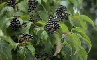 Dogwood Cornus sanguinea