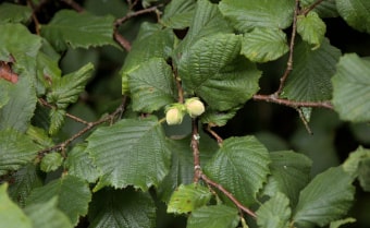 Hazel Corylus avellana