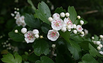 Midland Hawthorn Crataegus leavigata