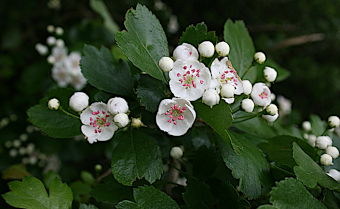 Midland Hawthorn (Crataegus leavigata)