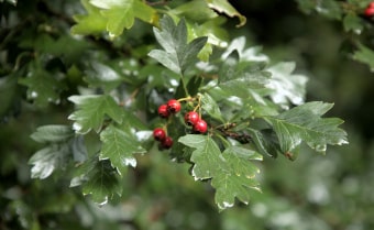 Hawthorn Crataegus monogyna