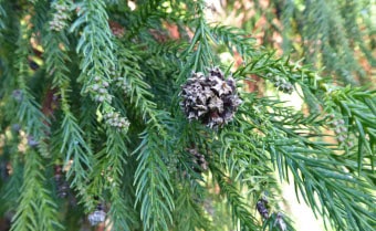Japanese red-cedar Cryptomeria japonica