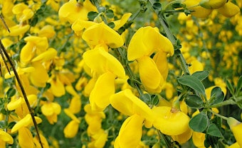 Broom Cytisus scoparius