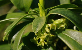 Spurge-laurel Daphne laureola