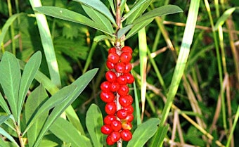 Mezereon Daphne mezereum