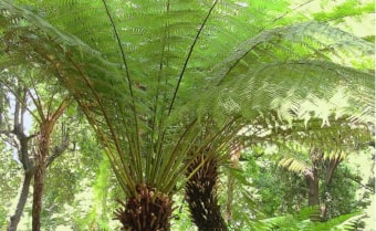 Dicksonia fibrosa New Zealand Wheki ponga Tree Fern