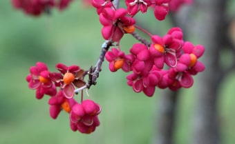 Spindle Euonymus europaeus
