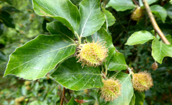Beech Fagus sylvatica