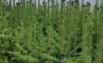 Commercial forestry timber trees from Trebrown Nurseries