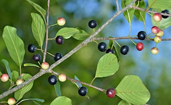 Alder buckthorn Frangula alnus
