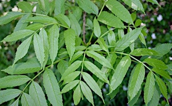 Ash Fraxinus excelsior