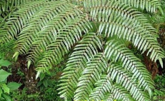 Gymnosphaera podophylla Dwarf Tree Fern Spore from Trebrown Nurseries