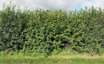 Countryside Stewardship (BN7 & BN11) Native Hedgerow Planting Guide & Calculator
