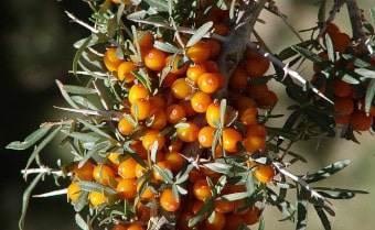 Sea buckthorn Hippophae rhamnoides