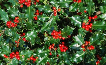 Holly Ilex aquifolium