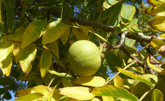 Black walnut Juglans nigra