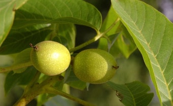 Common walnut Juglans regia