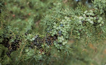Juniper Juniperus communis
