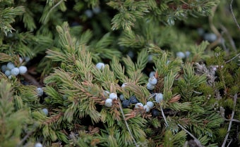 Cornish Juniper Juniperus communis subsp. hemisphaerica