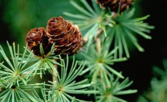 European larch Larix decidua