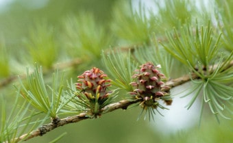Japanese larch Larix kaempferi