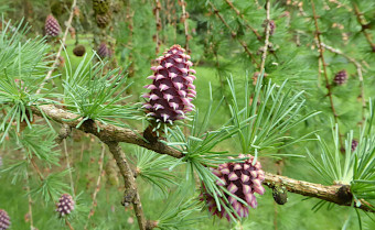 Hybrid larch Larix x eurolepis