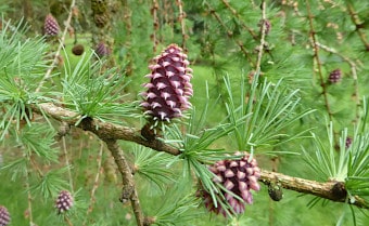 Hybrid larch Larix x marschlinsii