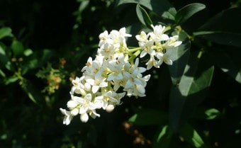Wild Privet Ligustrum vulgare
