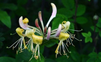 Honeysuckle Lonicera periclymenum