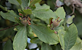 Medlar Mespilus germanica