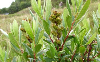 Bog myrtle Myrica gale